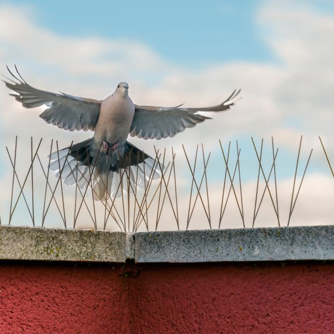 Picots anti oiseaux