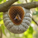 Nid d'abeille ou nid de guêpe : comment faire la différence et réagir correctement