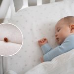 Punaise de lit bebe : signes, risques et solutions pour protéger votre nourrisson
